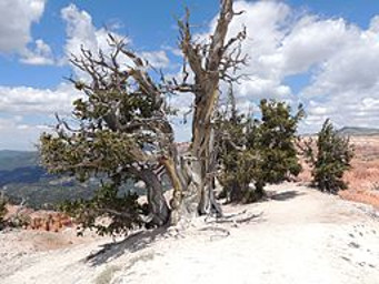 Bristlecone