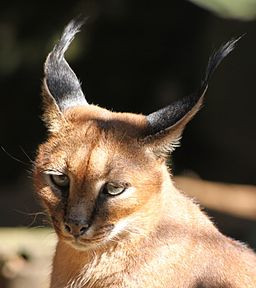 Caracal