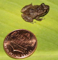 Coqui Frog