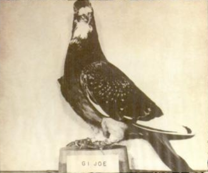 GI_Joe_Pigeon