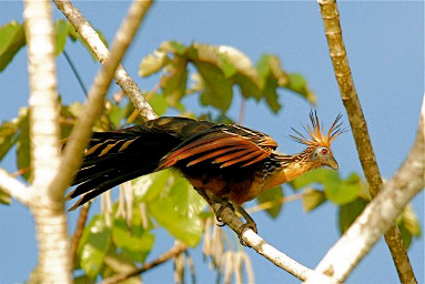 Hoatzin