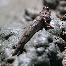 Mudskipper