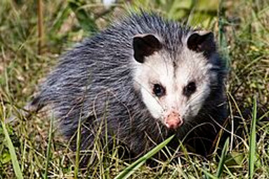 Opossum