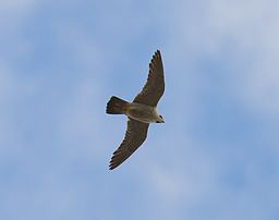 Peregrine