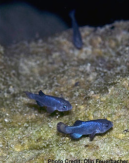 Pupfish