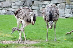 Rheas