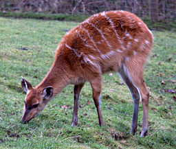 Sitatunga