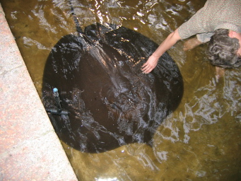 Stingray