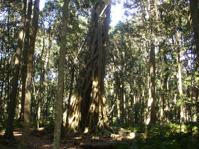 Stranglerfig