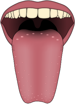 Tongue