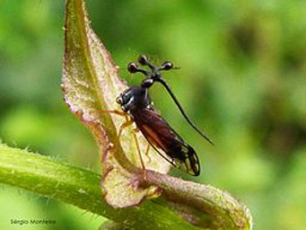 Treehopper